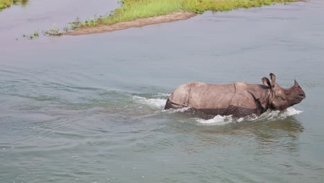 Großes-Panzernashorn-Von-Nepal