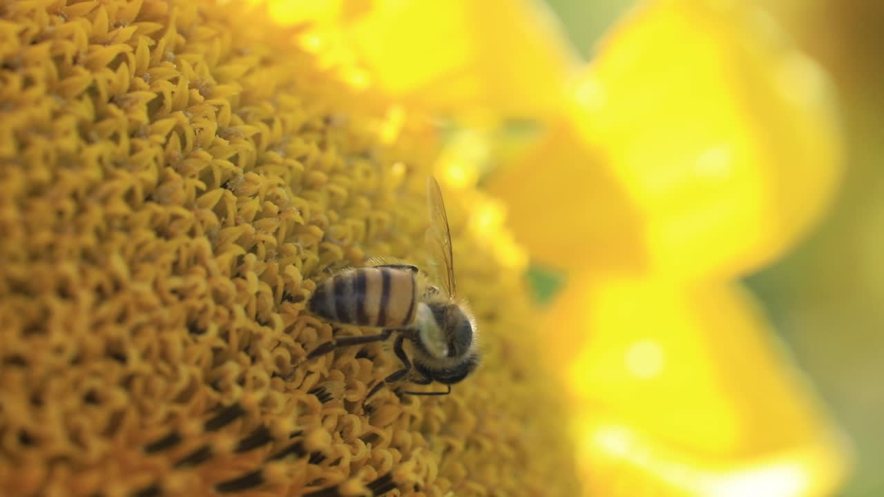 abeja aislada recolectando néctar en un hermoso girasol en la luz del atardecer