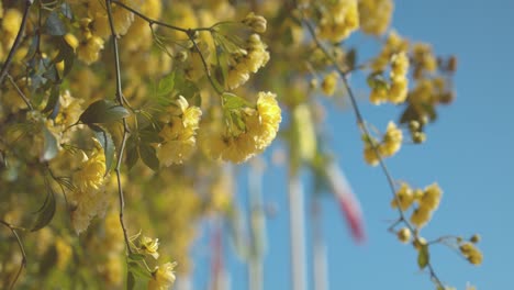 Bumblebee-flying-away-from-blooming-yellow-tree-branches,-close-up-motion-view