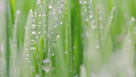 green grass close-up super macro shooting.