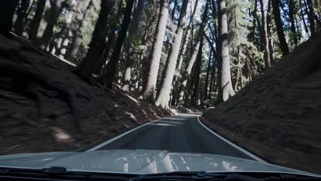 vehicle driving through towering evergreen forest, revealing stunning landscape with sunlight filtering through dense tree canopy, creating immersive journey through pristine wilderness