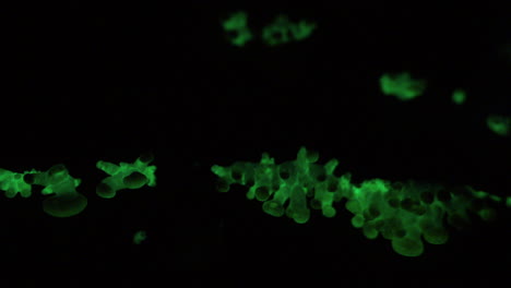 el hongo bioluminiscente panellus stipticus brilla en la oscuridad de la noche