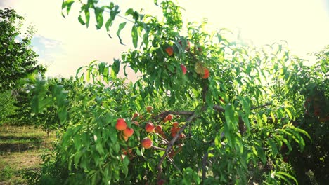 big juicy peaches on the tree. fabulous orchard. agriculture. magical sunlight. fruits ripen in the sun.