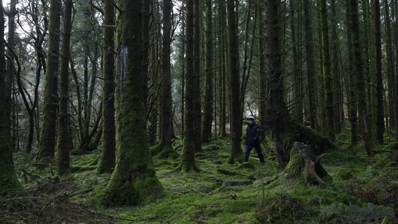 Mosegrodde trær hever seg over et frodig, grønt teppe i Hoh-regnskogen, Olympic nasjonalpark, Washington – en fredelig temperert regnskog der turgåere blir gjort små av den gamle skogens omfang