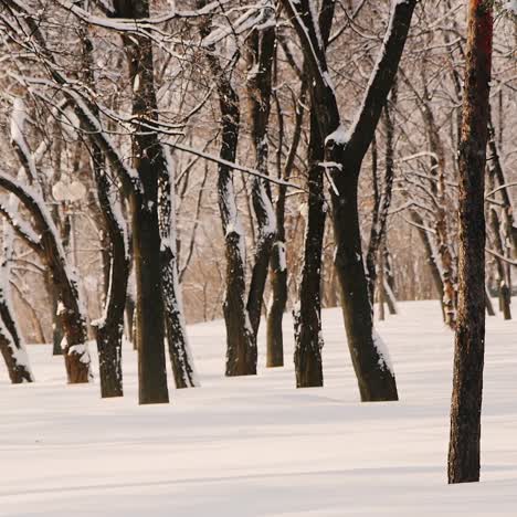 Statische-Aufnahme-Von-Bäumen-Im-Schneebedeckten-Park