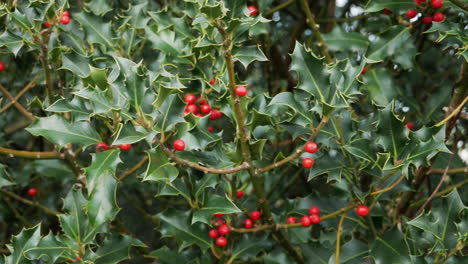 Ein-Stechpalmenstrauch-Mit-Roten-Beeren-Wiegt-Sich-Sanft-In-Der-Herbstbrise