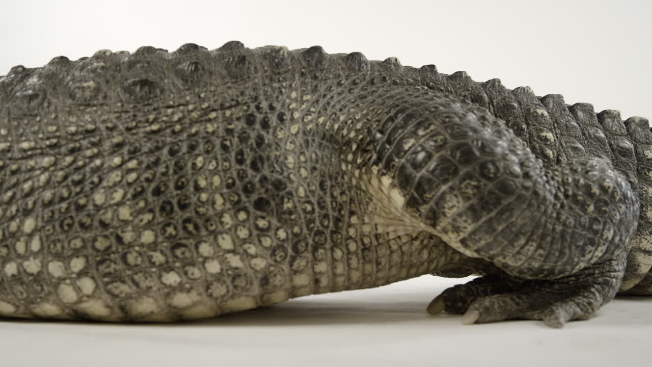 cerrar el marco de cruce de caimán caminando en la pantalla blanca