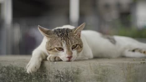 asian cat enjoying a moment of serene relaxatio