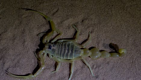 shield tailed scorpion (apistobuthus pterygocercus) in the middle east on the sand at night.