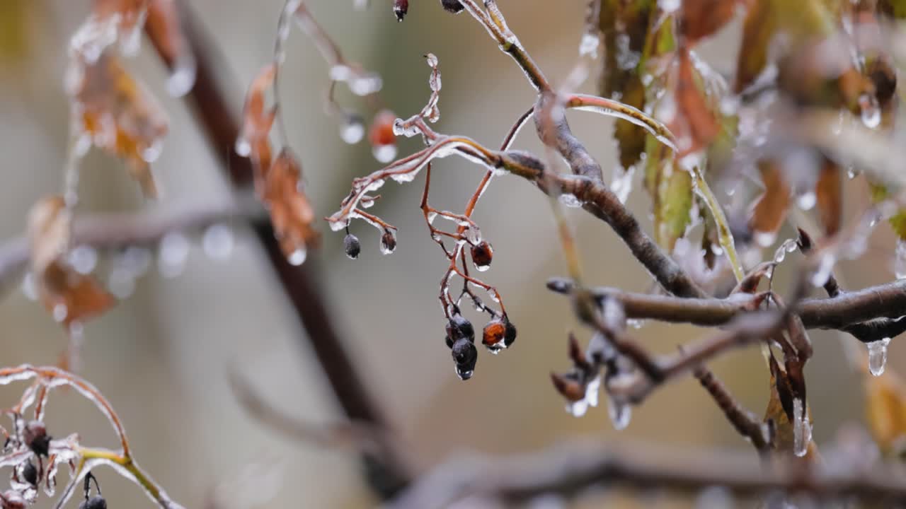Leaves and branches of the tree froze during the first morning frost in late autumn.
