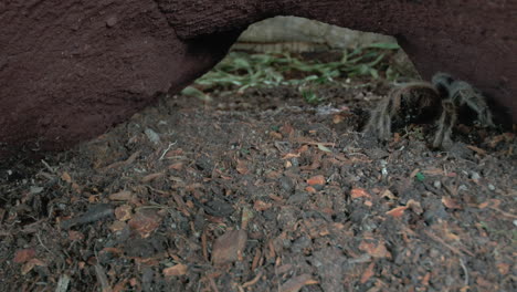 Front-close-up-view-of-walking-Tarantula