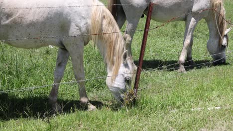 caballo blanco comiendo hierba en un campo soleado