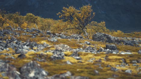 Abedules-Cubiertos-De-Amarillo-En-El-Paisaje-De-Tundra-Otoñal