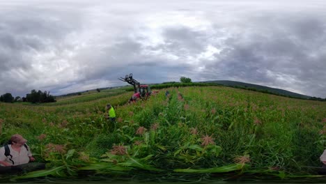 360 vr selfie stick moving through a cornfield as farmhands pick corn under overcast skies