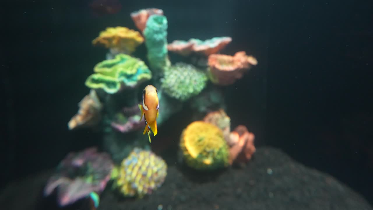 fondo de hermosos peces payaso nadando en cámara lenta en el centro del tanque