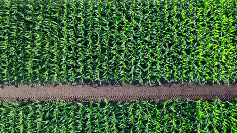 green agriculture corn field