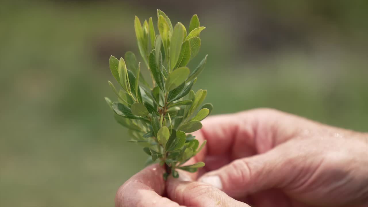 Uno scatto dettagliato delle mani di una persona che tengono un ramo di mirto delle torbiere, mettendo in mostra le sue foglie verdi e la texture naturale per uso botanico o erboristico.