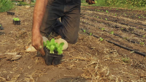 organic farmer prepping the dirt field with young organic lettuce crops