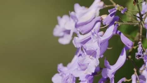 Right side composition close up to the gently swaying exotic blue jacaranda mimosifolia against green blurred bokeh background, the language of flower are wisdom, rebirth, wealth and good luck
