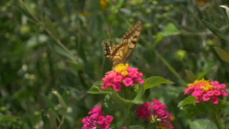 una mariposa amarilla sobre una flor rosa y amarilla