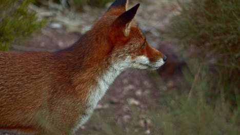 el zorro rojo vigilante se asusta y huye alerta, cerrado, estático, día