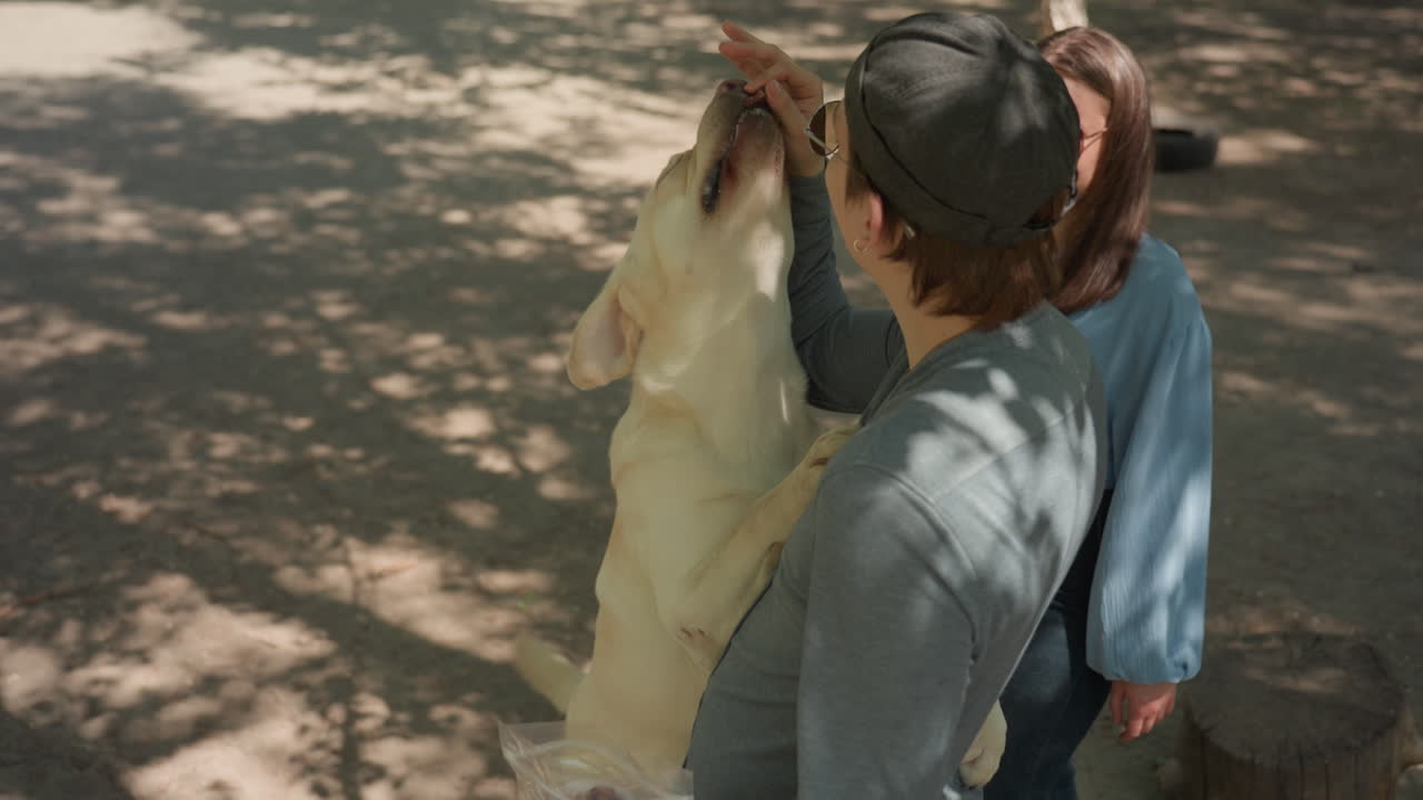 강아지가 재주를 부리고, 인상적인 점프 실력을 보여주며, 맛있는 간식을 보상으로 재능을 뽐내고, 래브라도가 맛있는 간식을 찾아 높이 점프하며 인상적인 재주를 보여줘요.