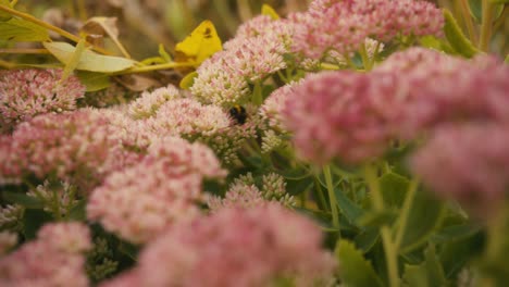 primer plano de una abeja en un campo de flores