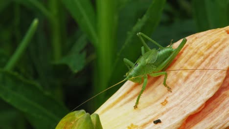 Saltamontes-Común-Sentado-En-Un-Pétalo-Amarillo-En-El-Jardín