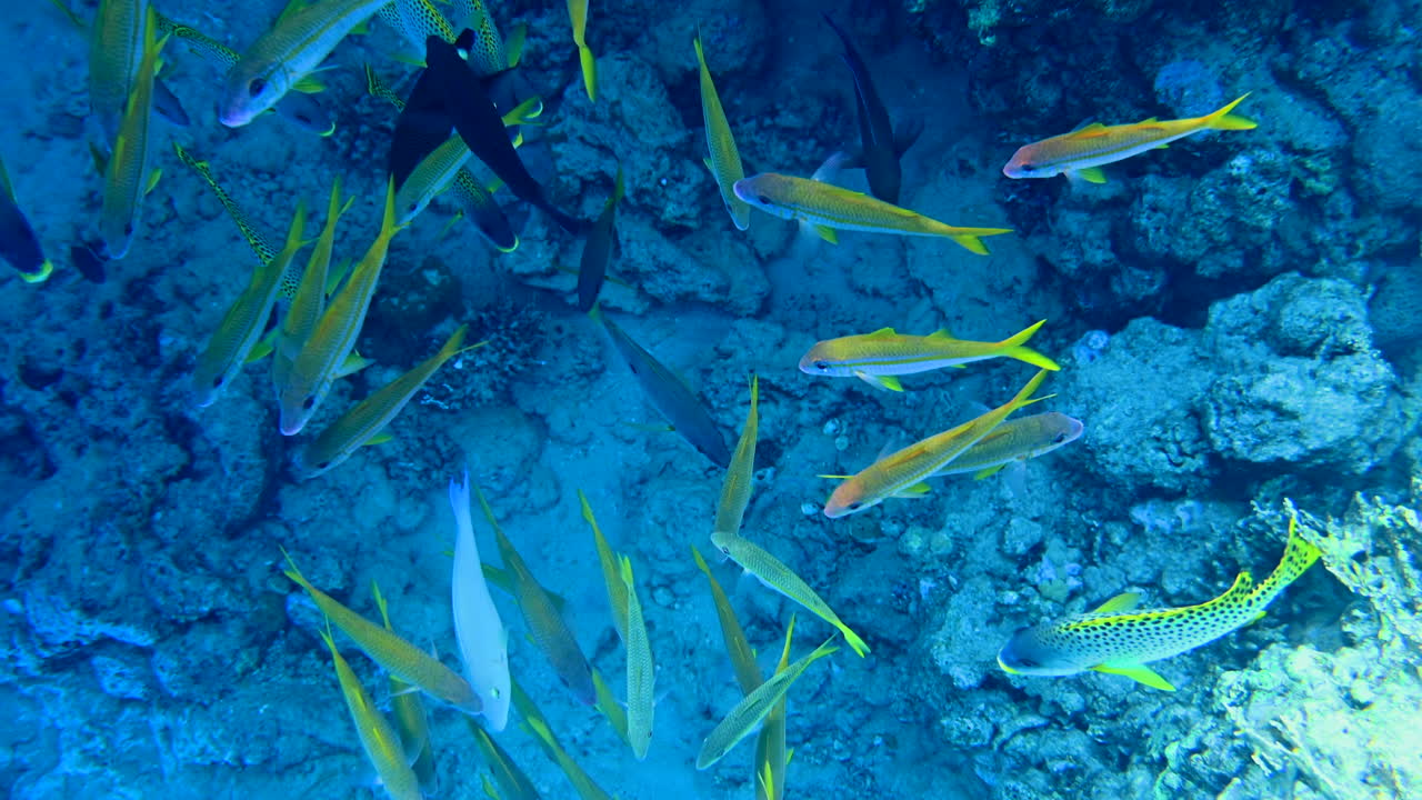 A school of Yellowtail snapper fish swimming near a coral reef