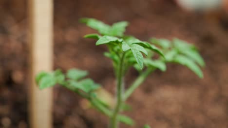 close-up footage of vibrant cherry tomato saplings in a backyard vegetable patch, perfect for organic food and gardening visuals.