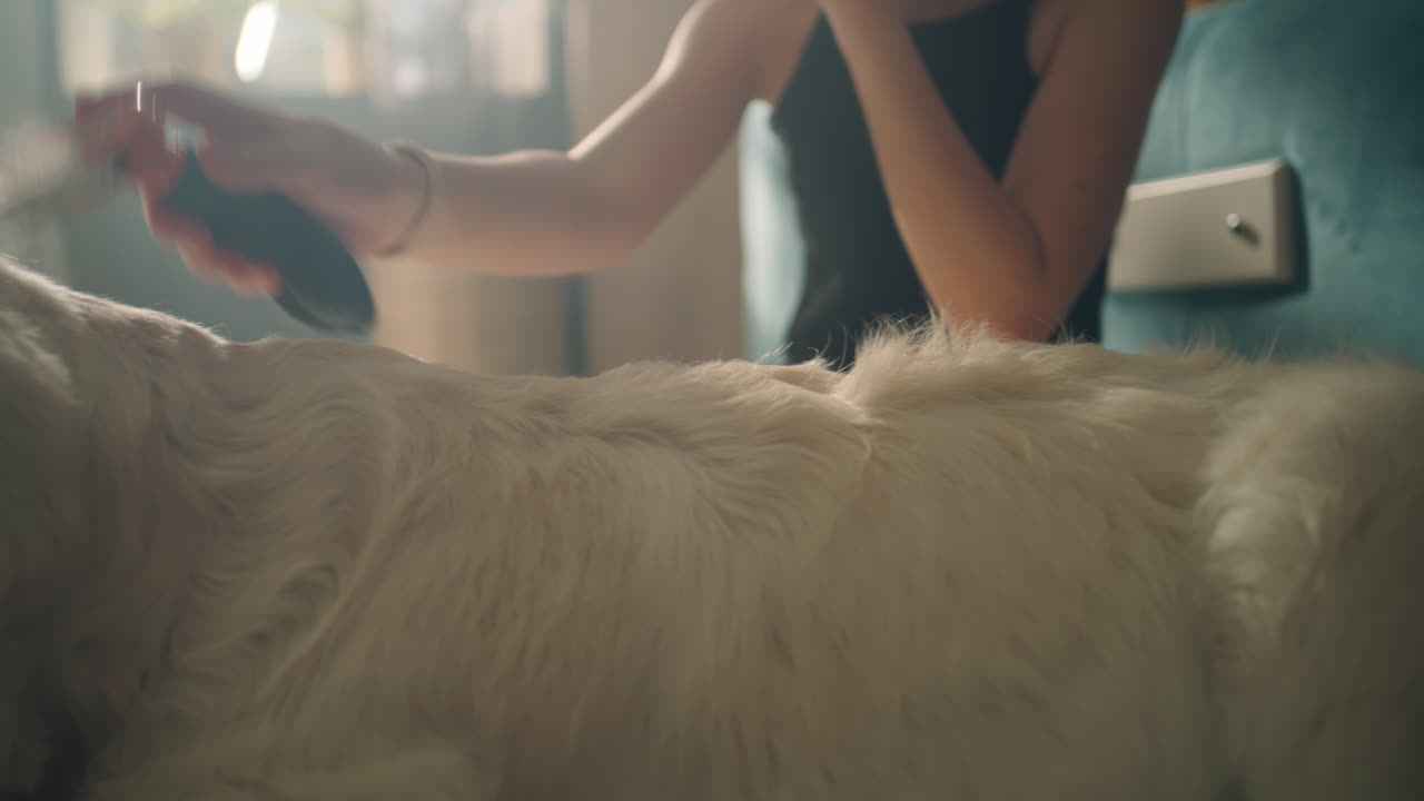 Girl interacting with a golden retriever dog at home