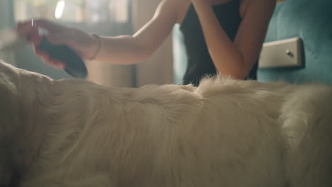 girl interacting with a golden retriever dog at home