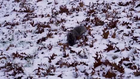 La-Ardilla-Entierra-Y-Busca-Comida-En-La-Nieve-Fresca