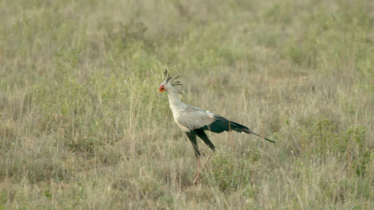 primer plano de un pájaro secretario caminando por los pastizales en el parque nacional de tsavo west, kenia