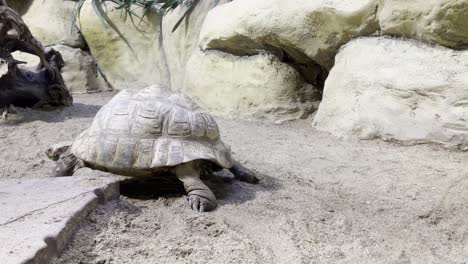 leopard tortoise or leopard tortoise carefully walks away from the camera towards small rocks in good weather