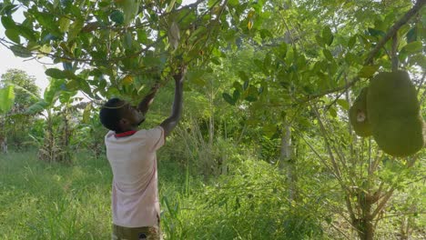 Una-Toma-Amplia-De-Un-Hombre-Africano-Golpeando-Una-Fruta-De-Gato-Para-Comprobar-Si-Está-Madura-En-Las-Zonas-Rurales-De-Uganda