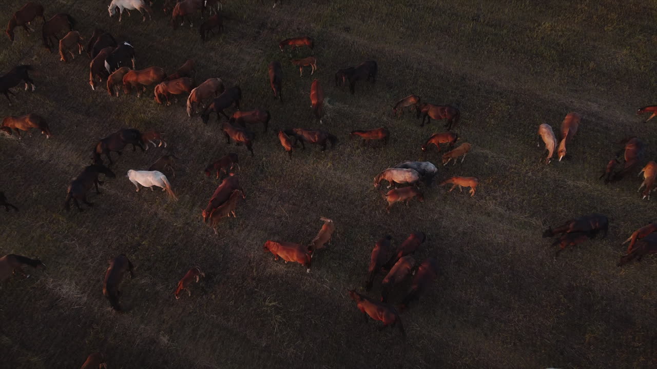 들판 에서 풀 을 고 있는 말  의 공중 사진