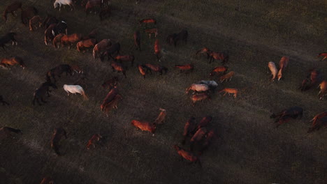 aerial view of a horse herd grazing in a field