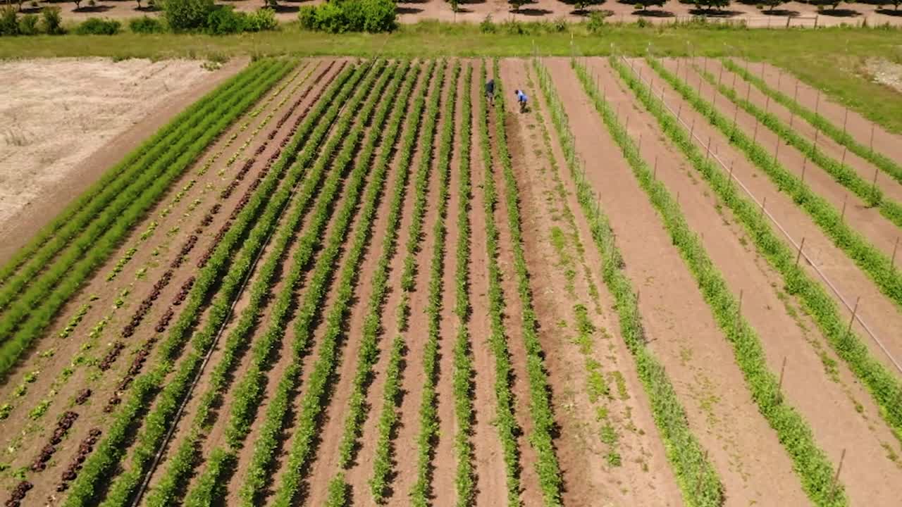 vista aérea de cultivos de tierras cultivadas - paisaje agrícola - toma de drones