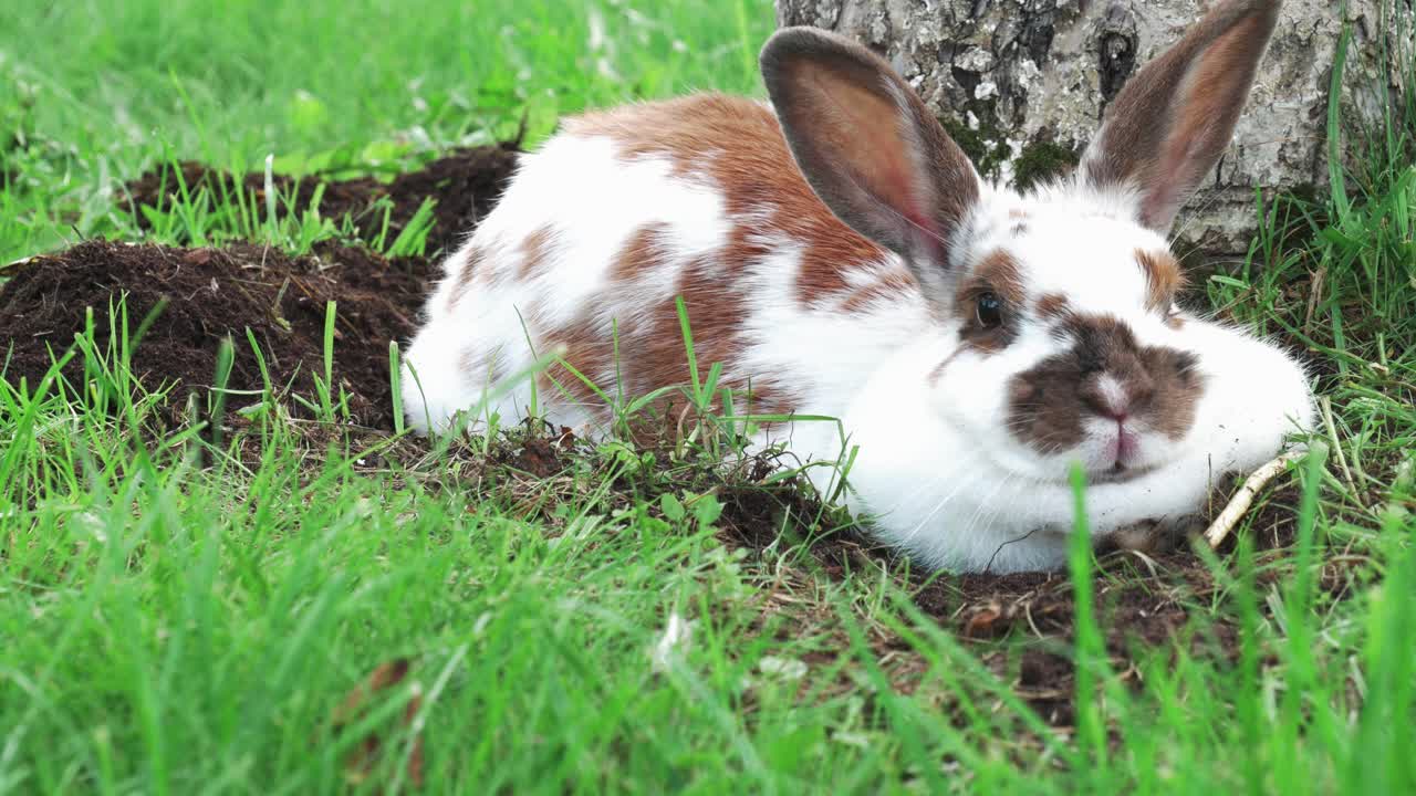 아름답고 귀여운 흰 토끼는 땅에 누워서 푸른 풀과 하얀 나무 뒤에 둘러싸여 식사를 즐기고 있습니다.