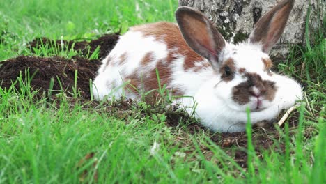 hermoso y lindo conejo blanco está acostado en el suelo y disfruta de su comida mientras está rodeado de hierba verde y un árbol blanco detrás de él