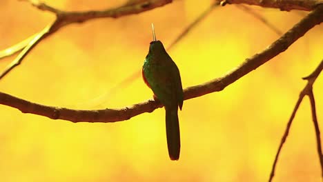 un jacamar de cola verde posado en un árbol a la luz dorada del sol vespertino en la sabana brasileña