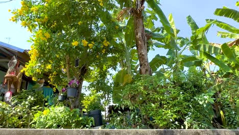 colorful flowers adorn a canal-side house