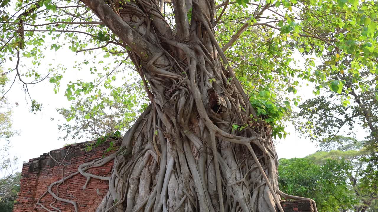 antigua cabeza de buda entrelazada en las raíces del árbol bodhi