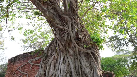 ancient buddha head entwined in bodhi tree roots