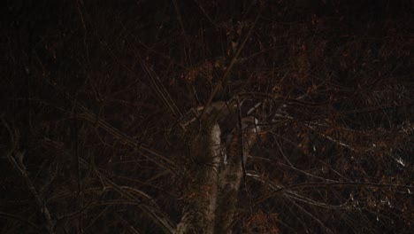 árbol-Con-Ramas-Secas-Y-Hojas-En-Una-Noche-De-Invierno,-La-Nieve-Ha-Comenzado-A-Caer-En-El-Bosque