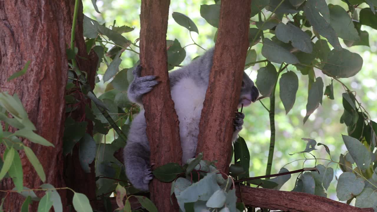 el koala se mueve alrededor del árbol, explorando y descansando