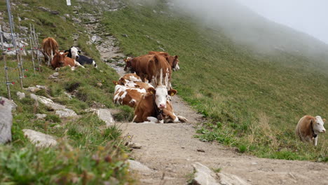 vacas en la cresta de una colina con nubes nubladas