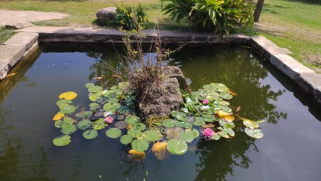 Estanque-De-Jardín-Con-Helechos-Y-Plantas-Acuáticas-Que-Nacen-De-Las-Rocas-En-El-Centro,-Día-Soleado-De-Verano