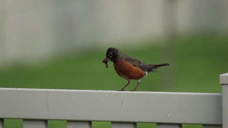 an adult robin gives the signal for danger as it hold a worm for its young